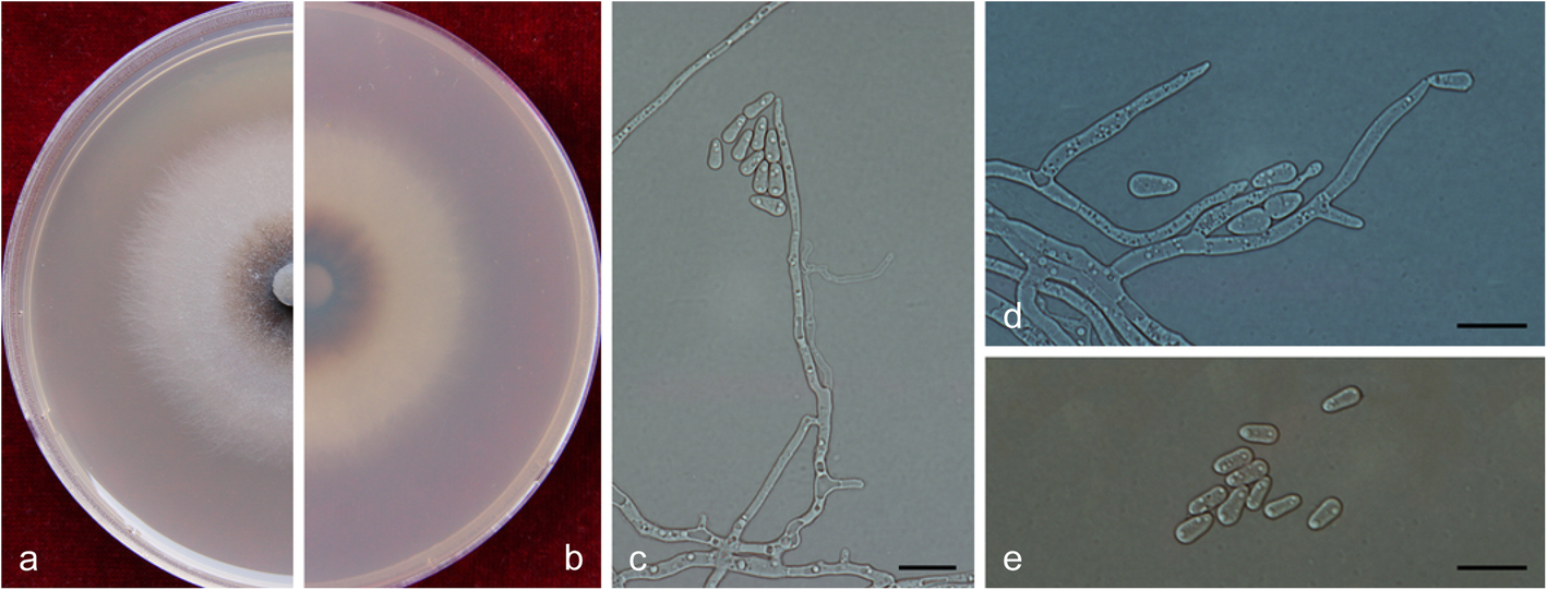 Fig. 18