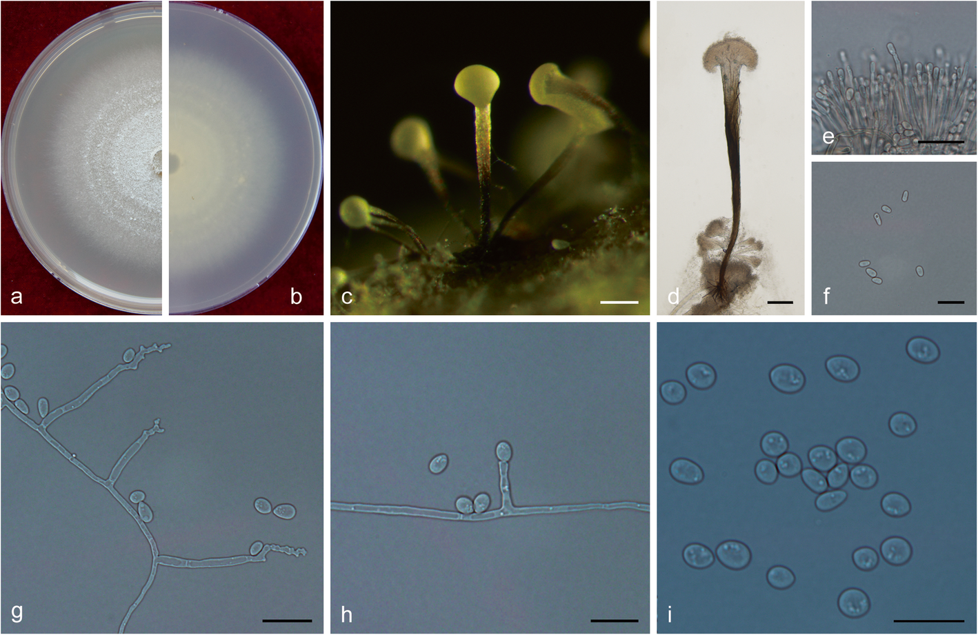 Fig. 19