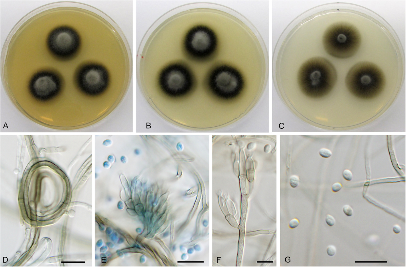 Fig. 10