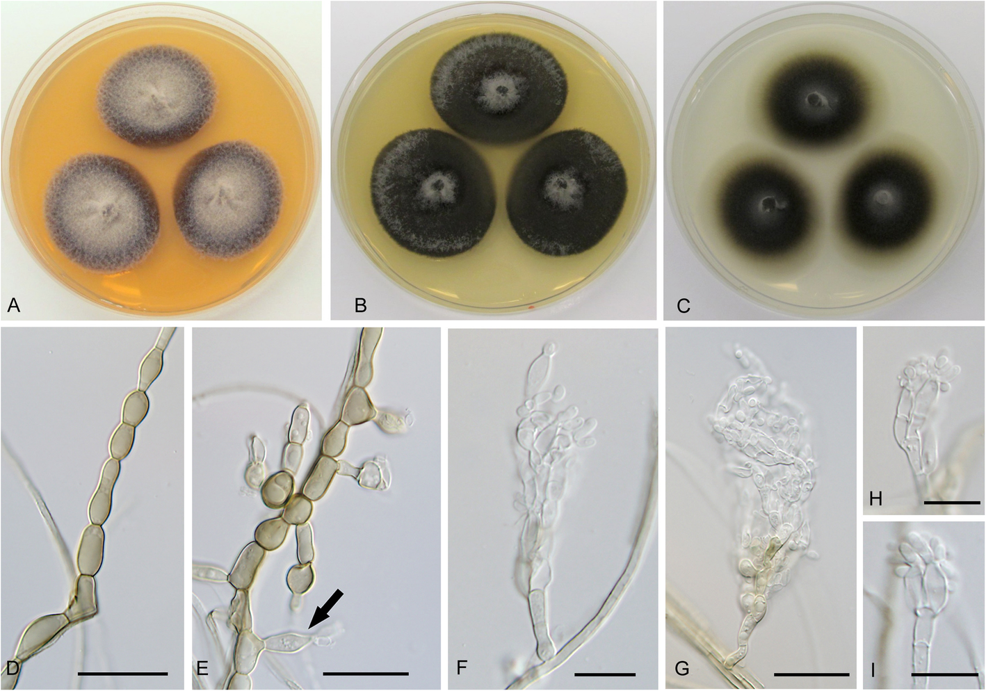 Fig. 12