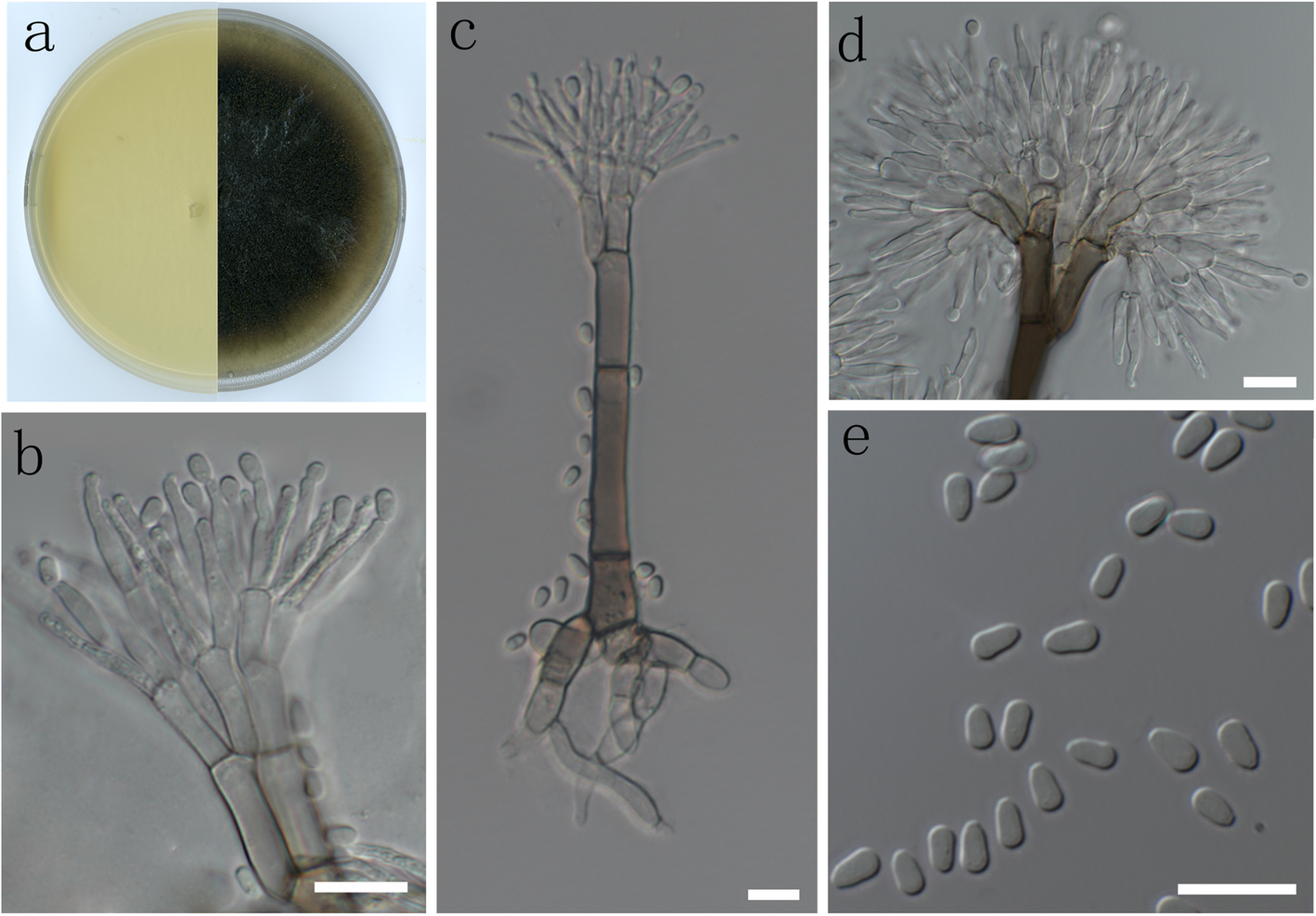 Fig. 8