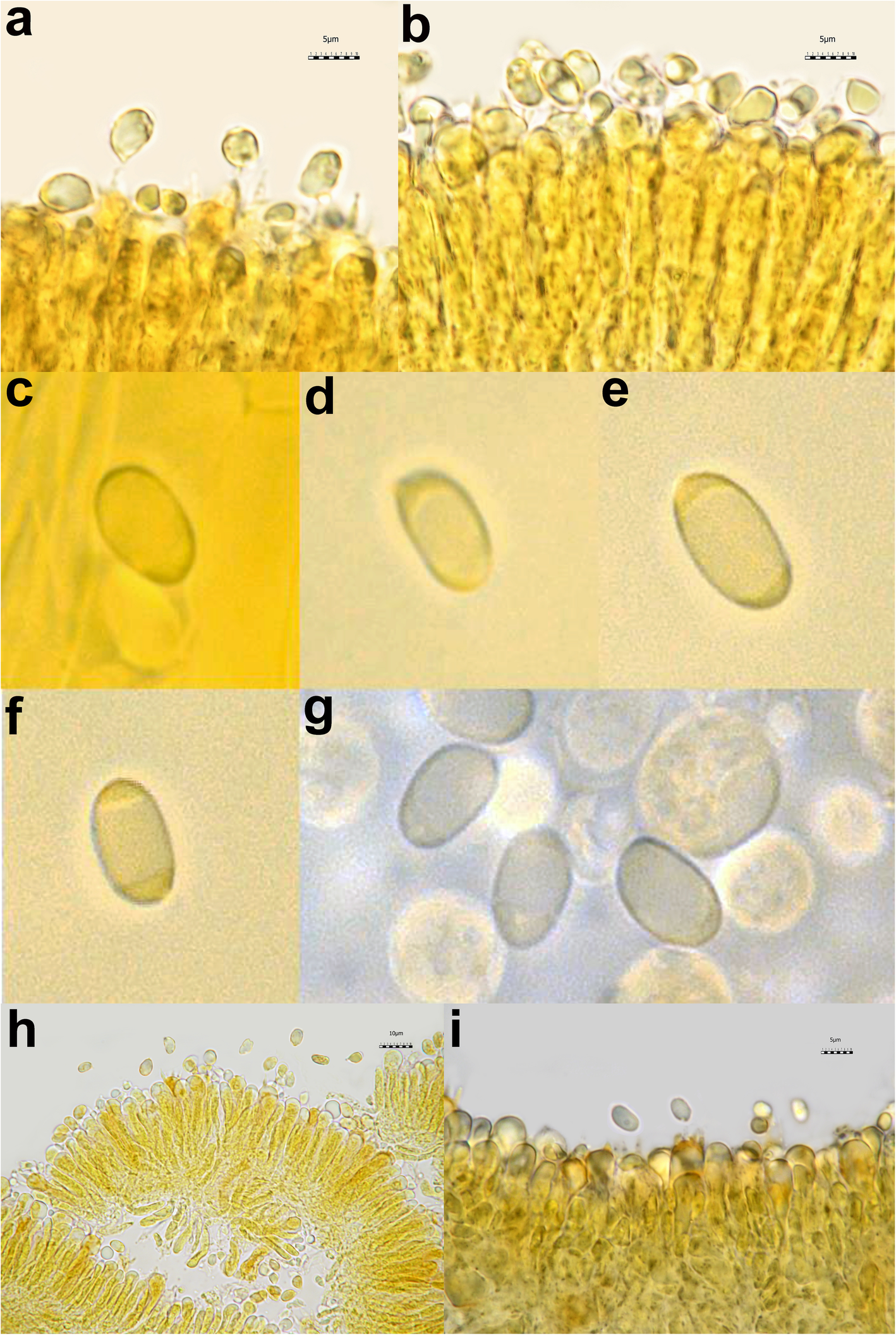 Fig. 4