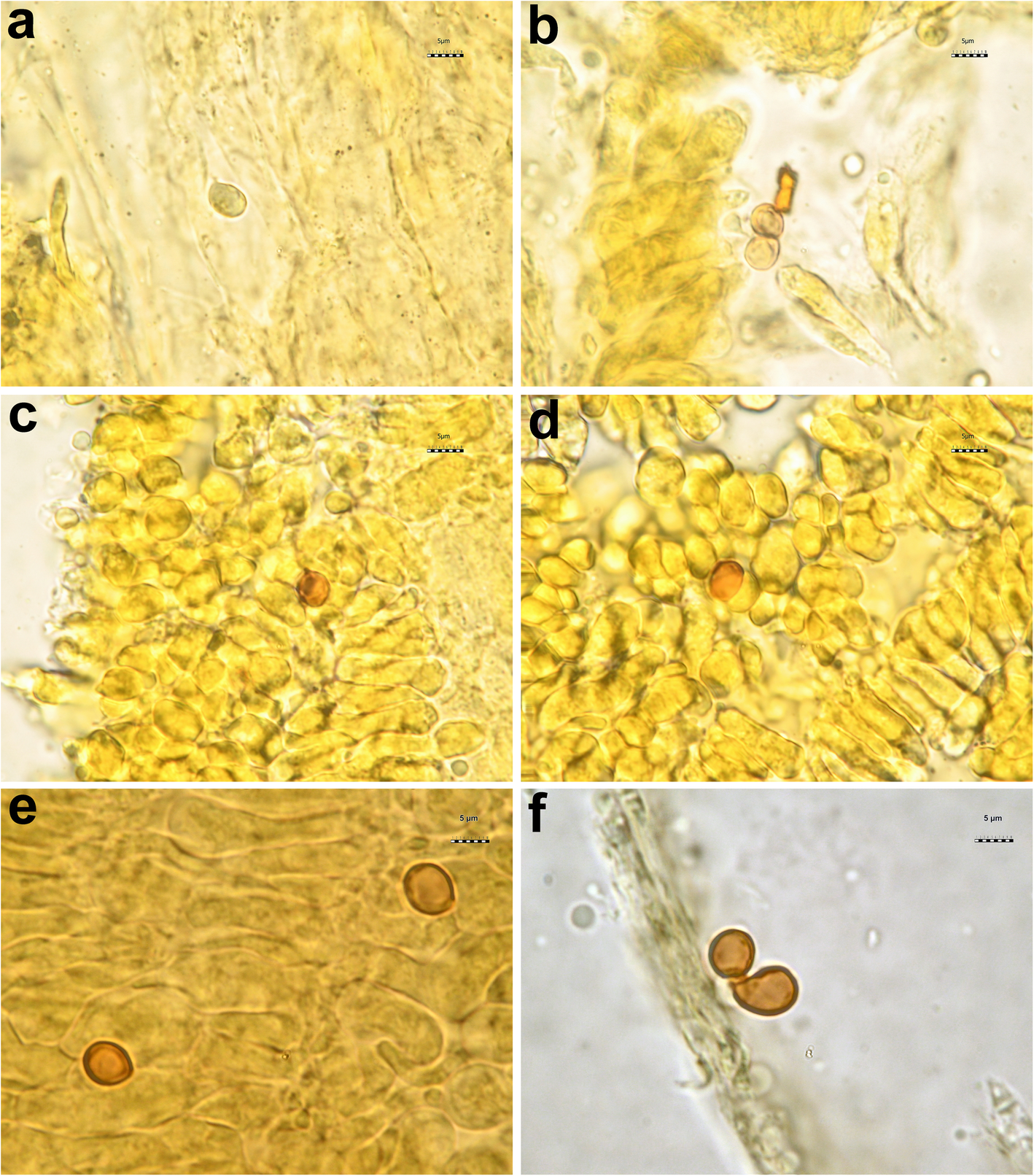 Fig. 5