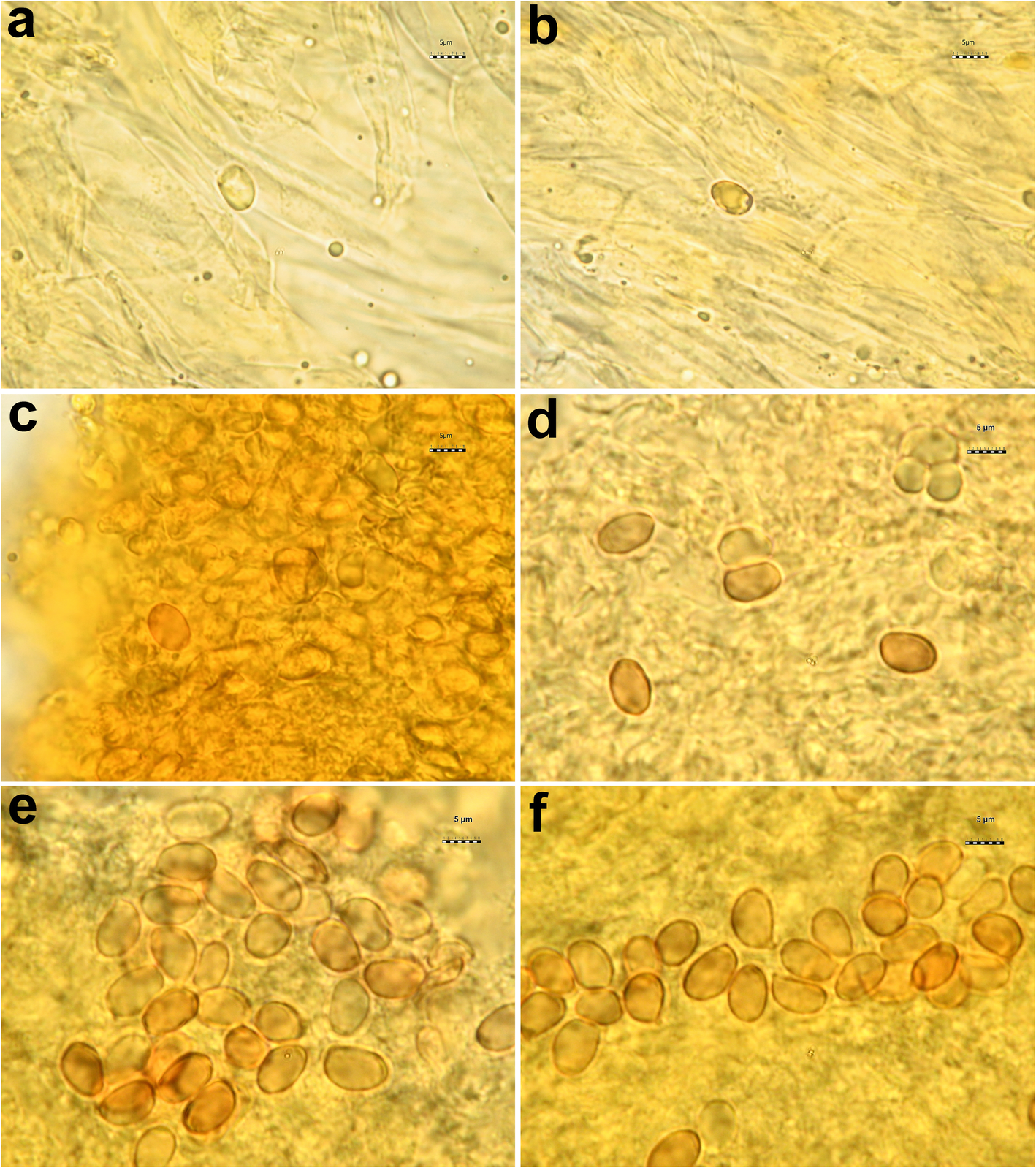 Fig. 6