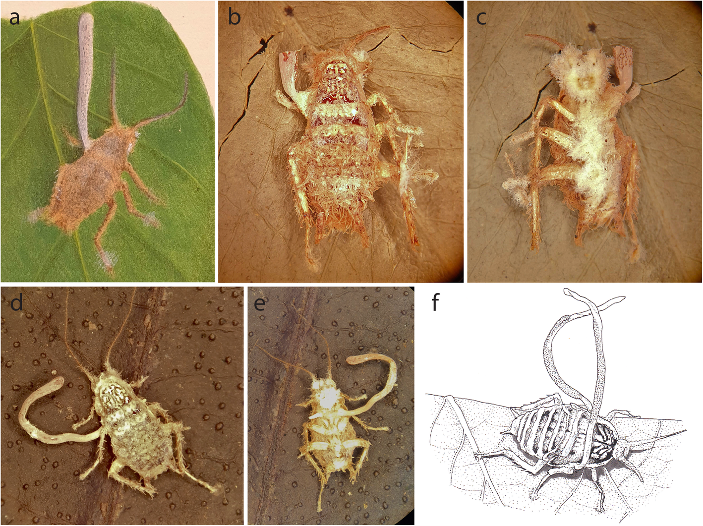 Fig. 1