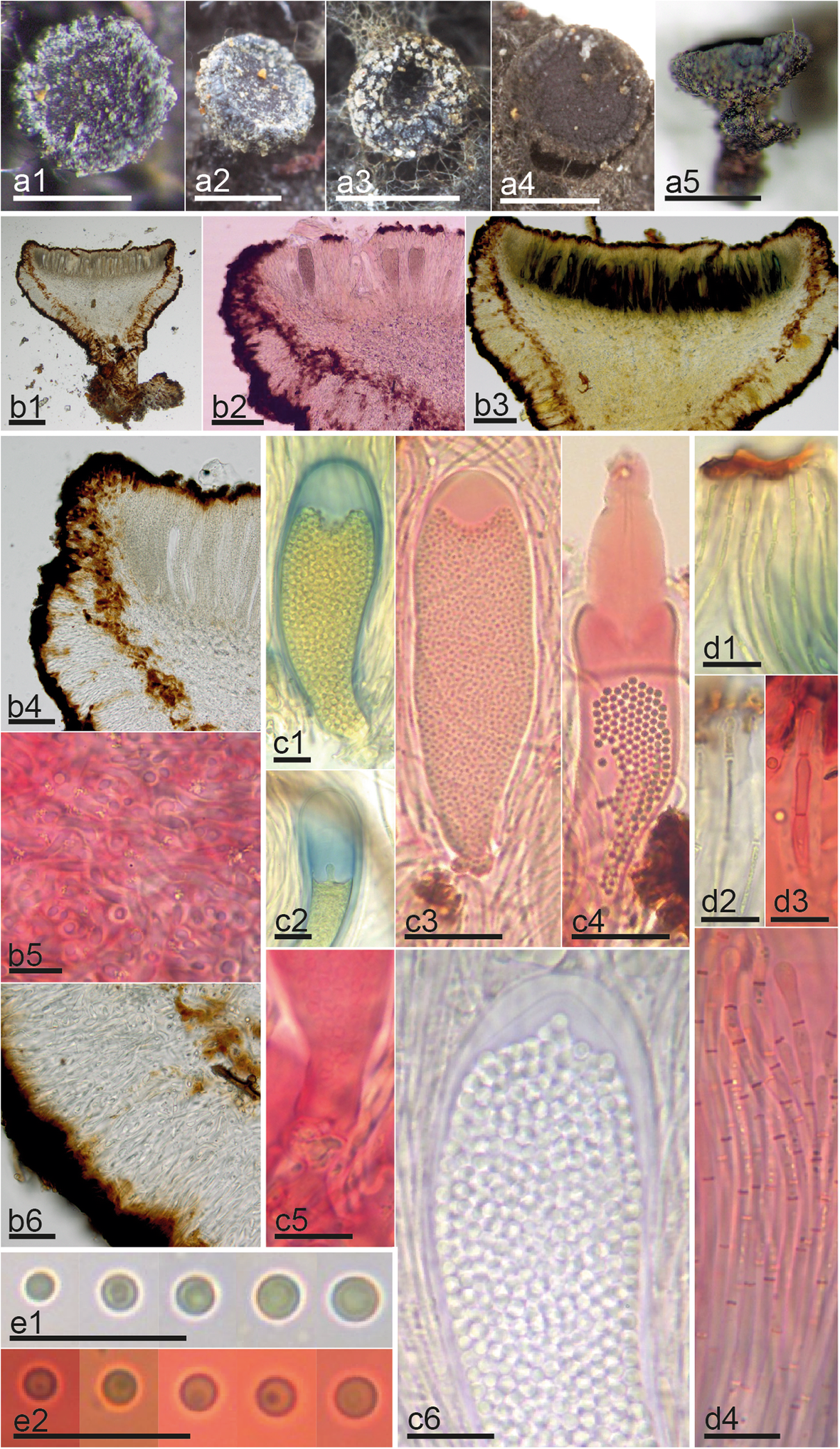 Fig. 3