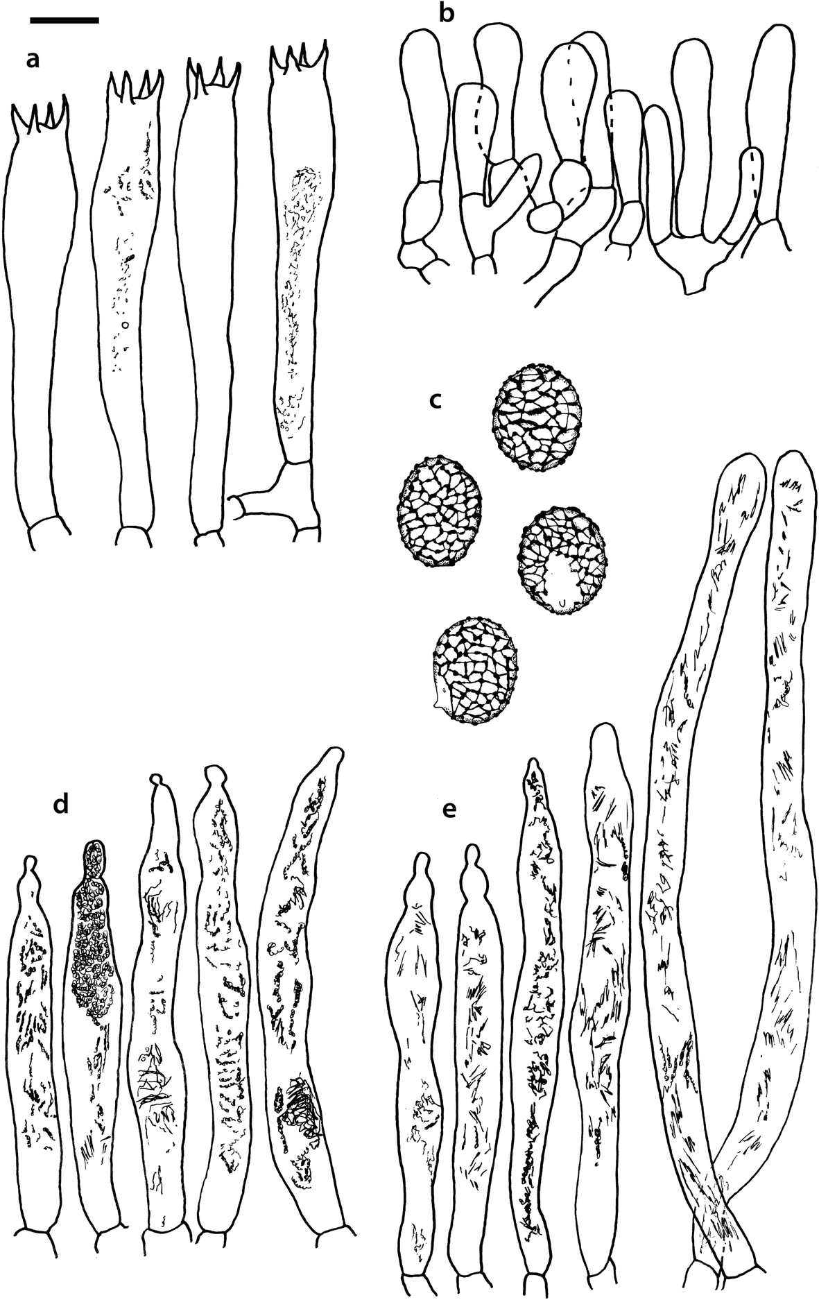 Fig. 16