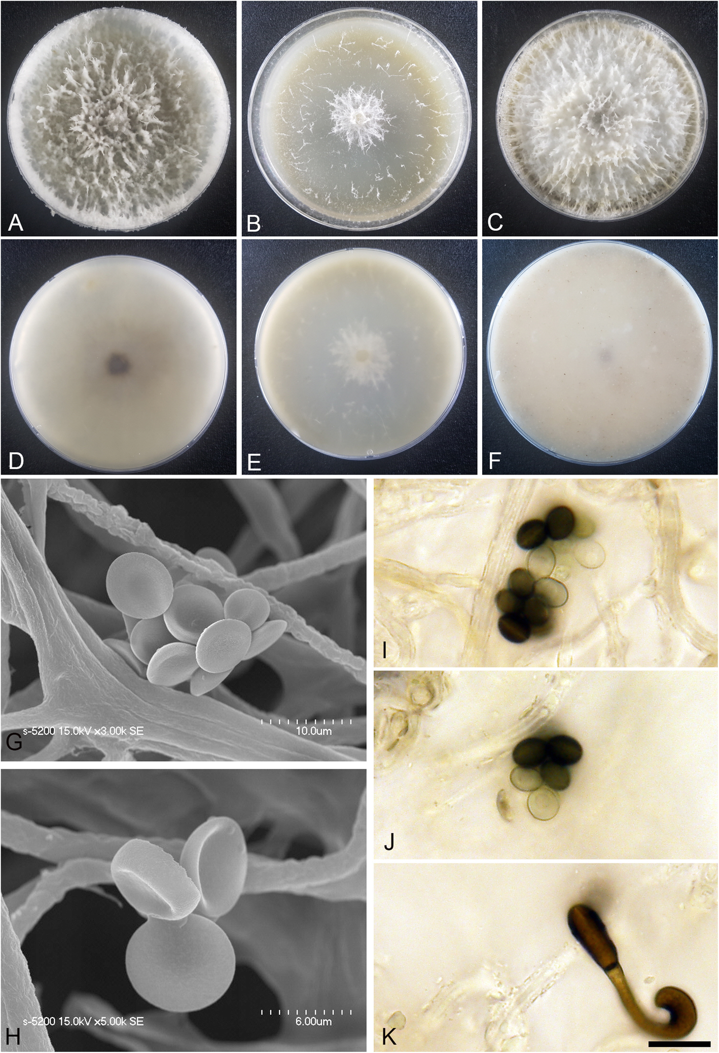 Fig. 10