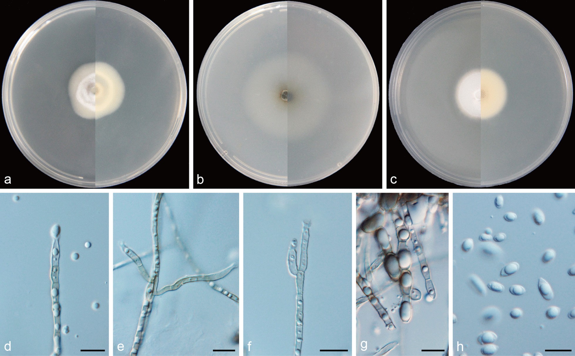 Fig. 10