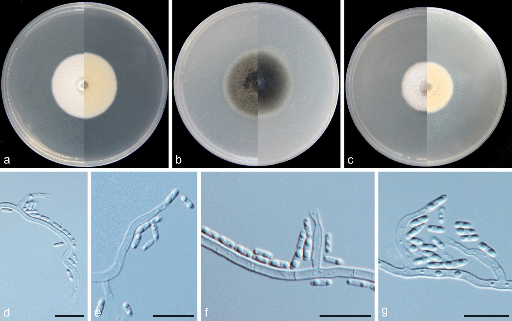 Fig. 14