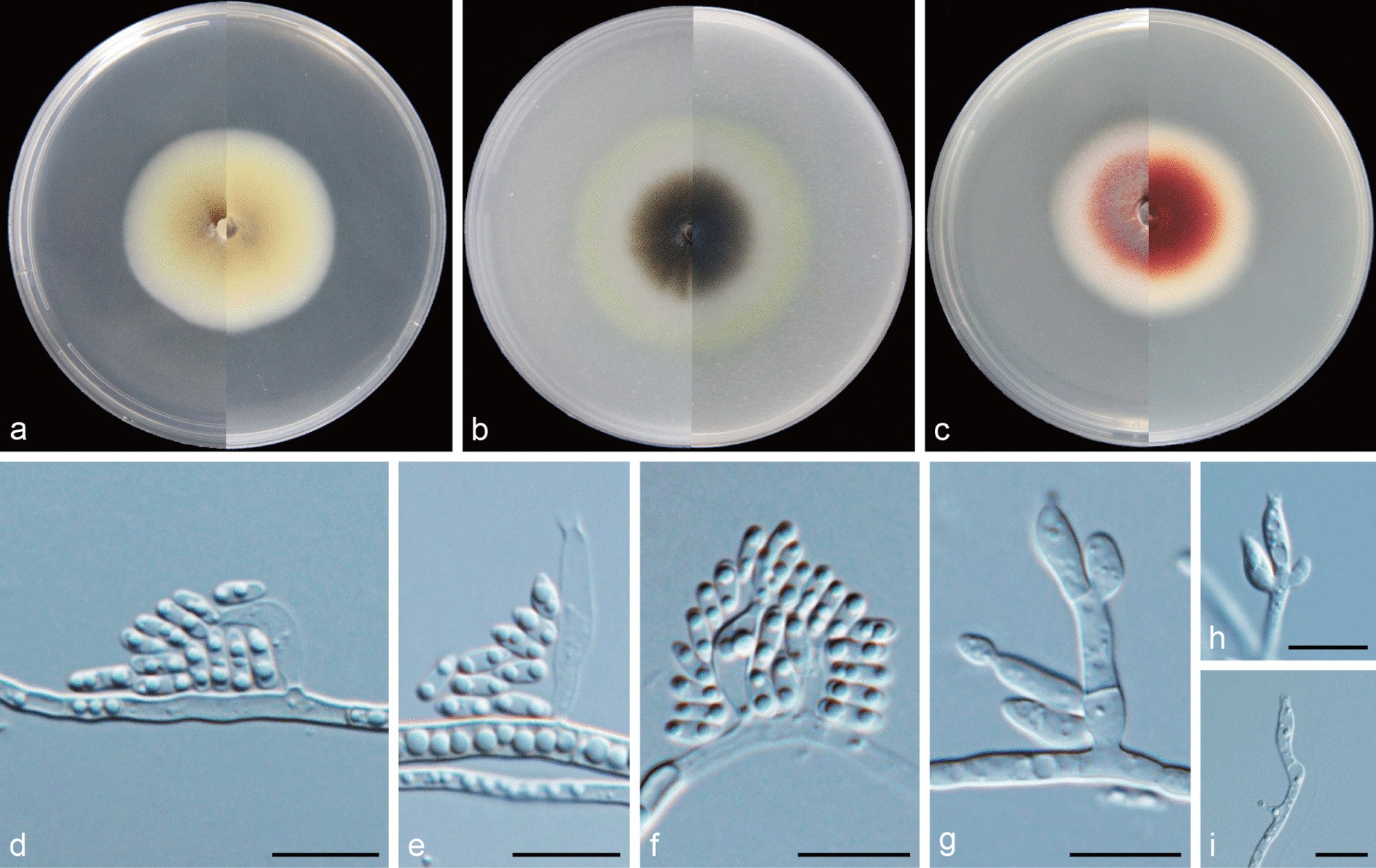 Fig. 8