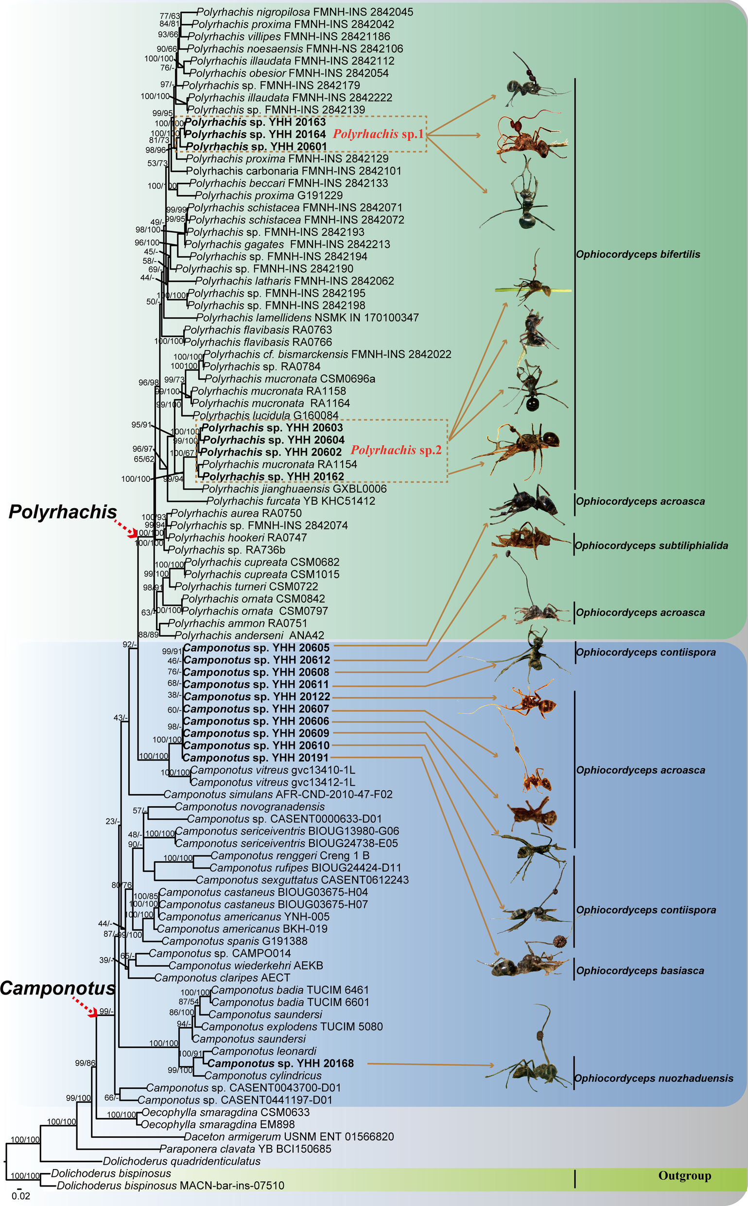 Fig. 2