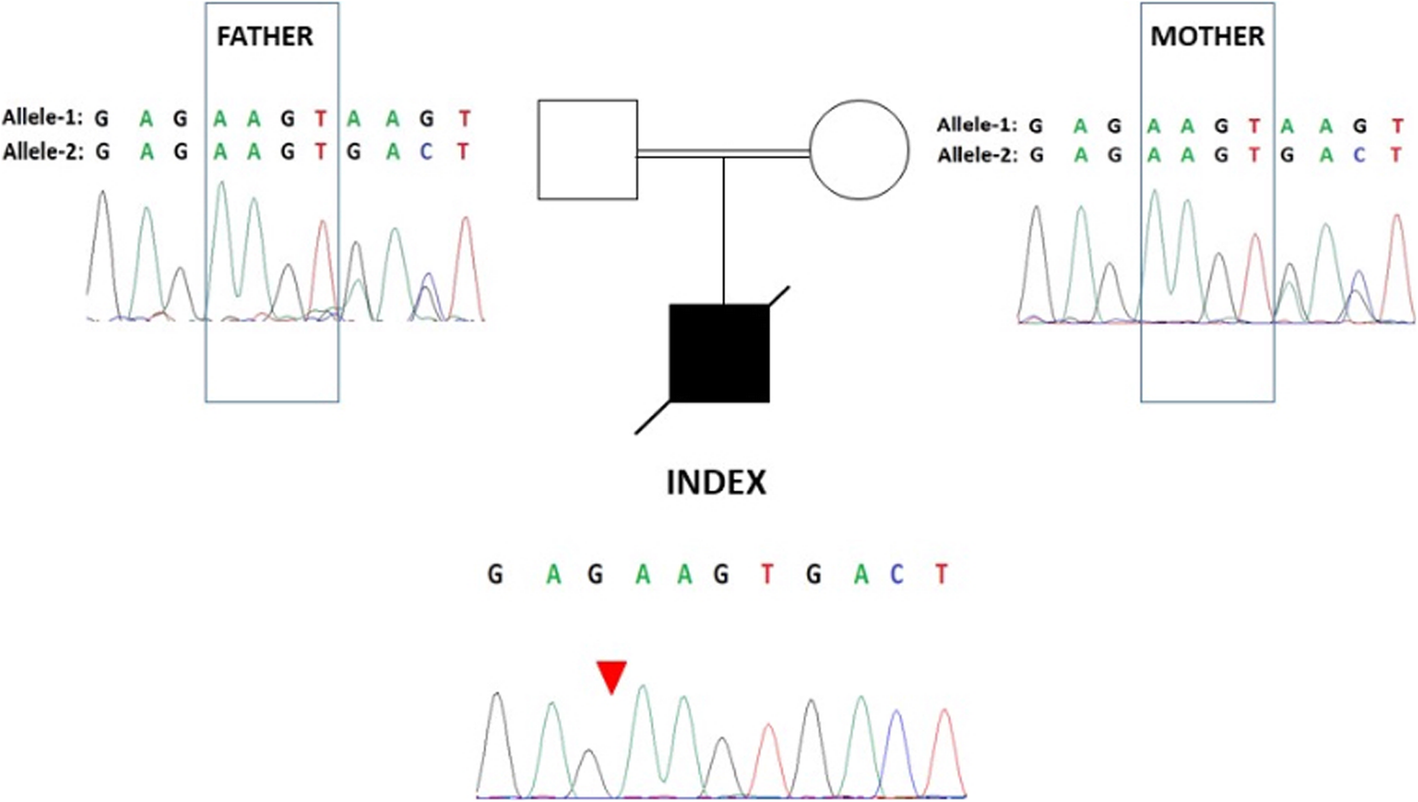 Fig. 4