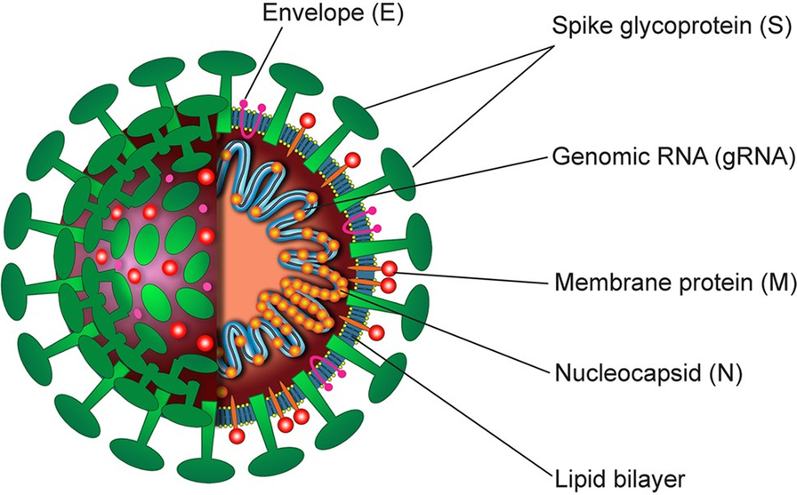 Fig. 2