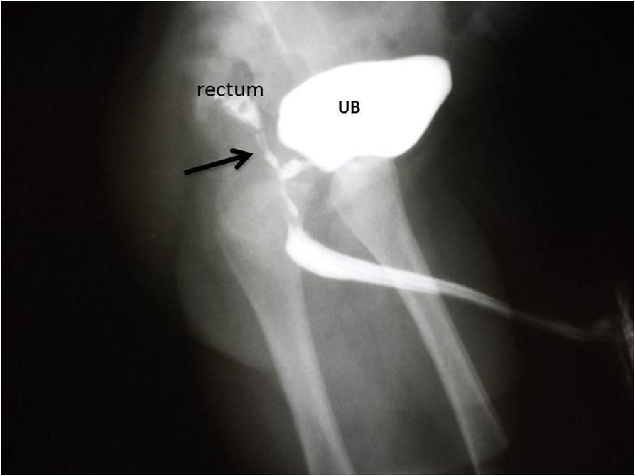 Fig. 11