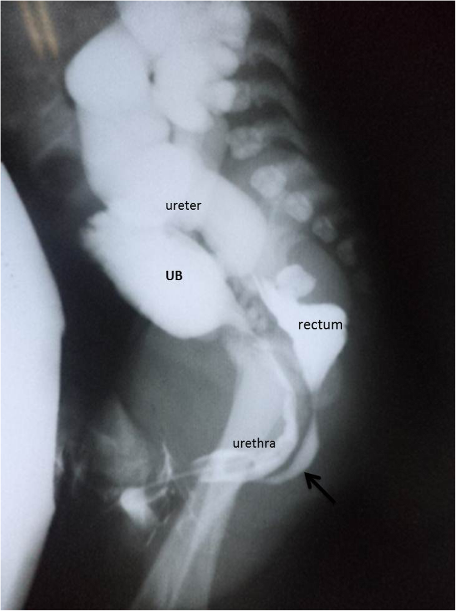 Fig. 13