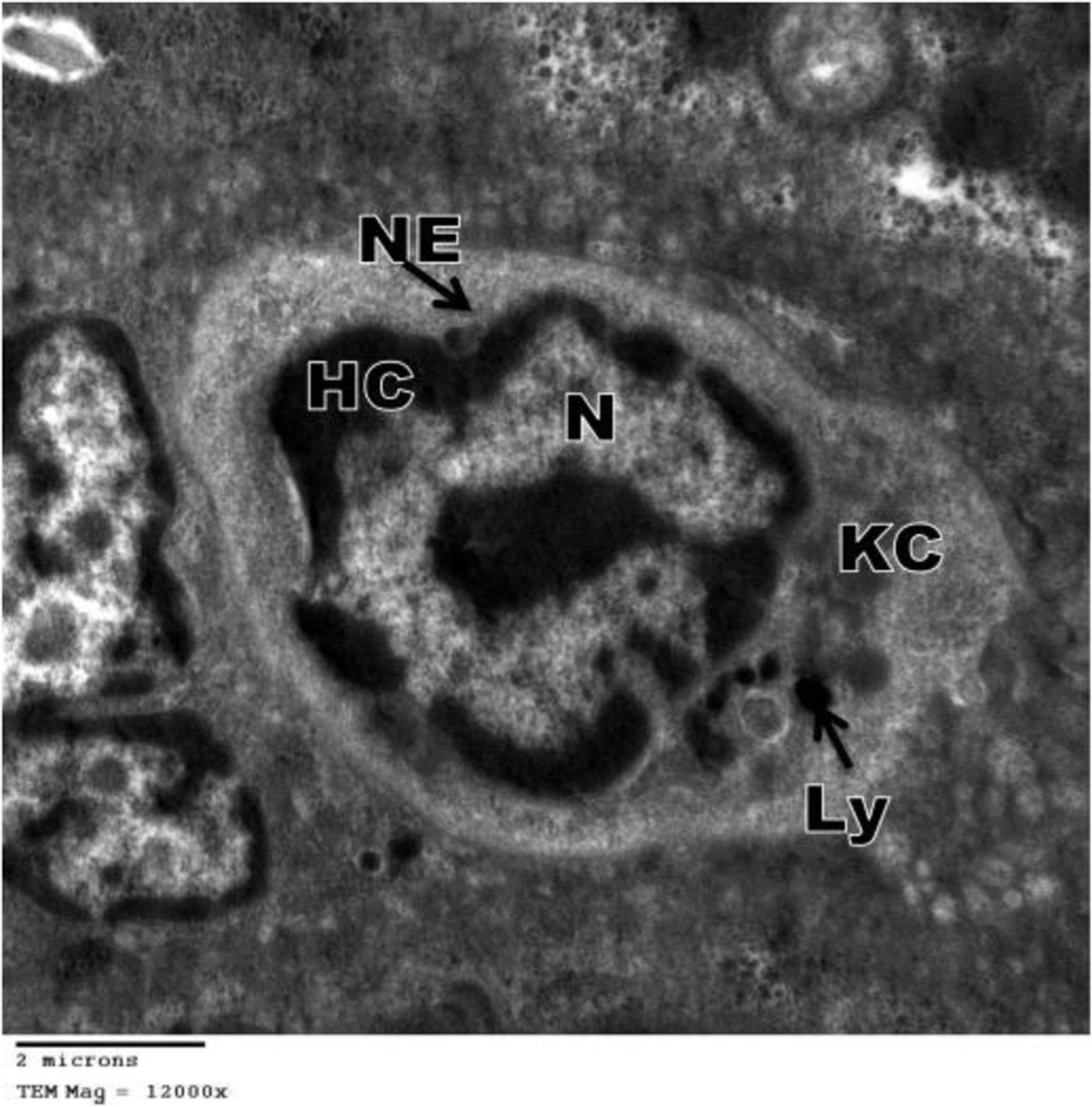 Fig. 31