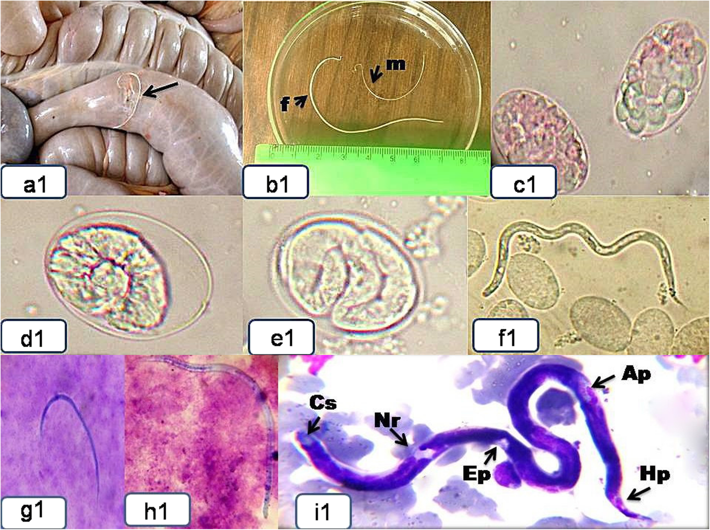 Fig. 1