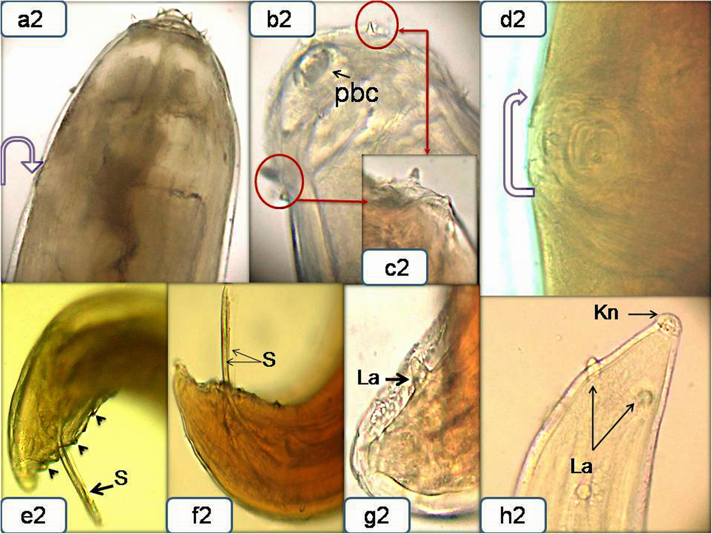 Fig. 2