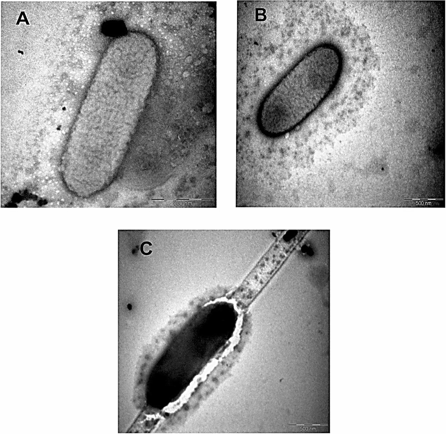 Fig. 7