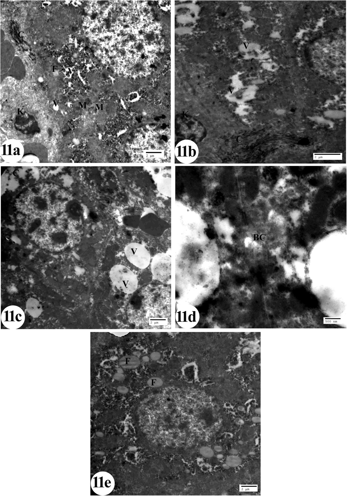 Fig. 11