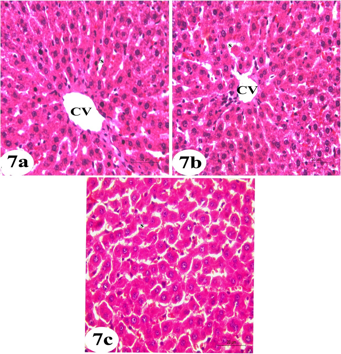 Fig. 7