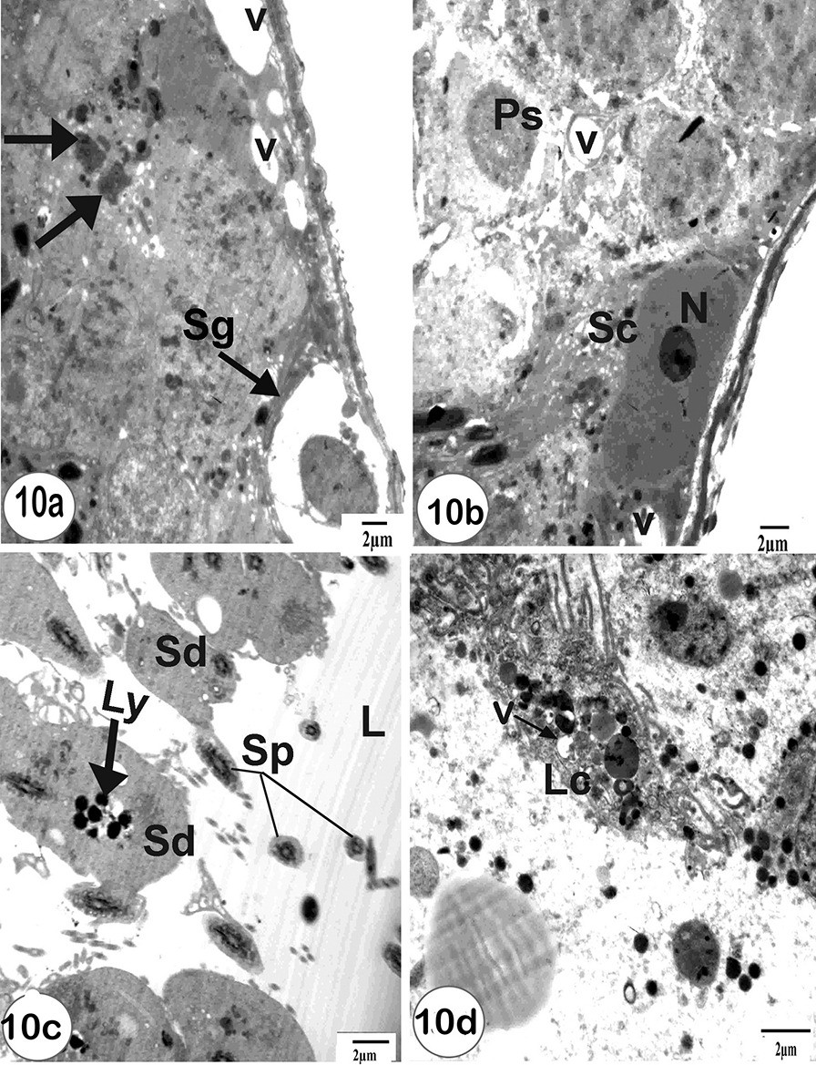 Fig. 10