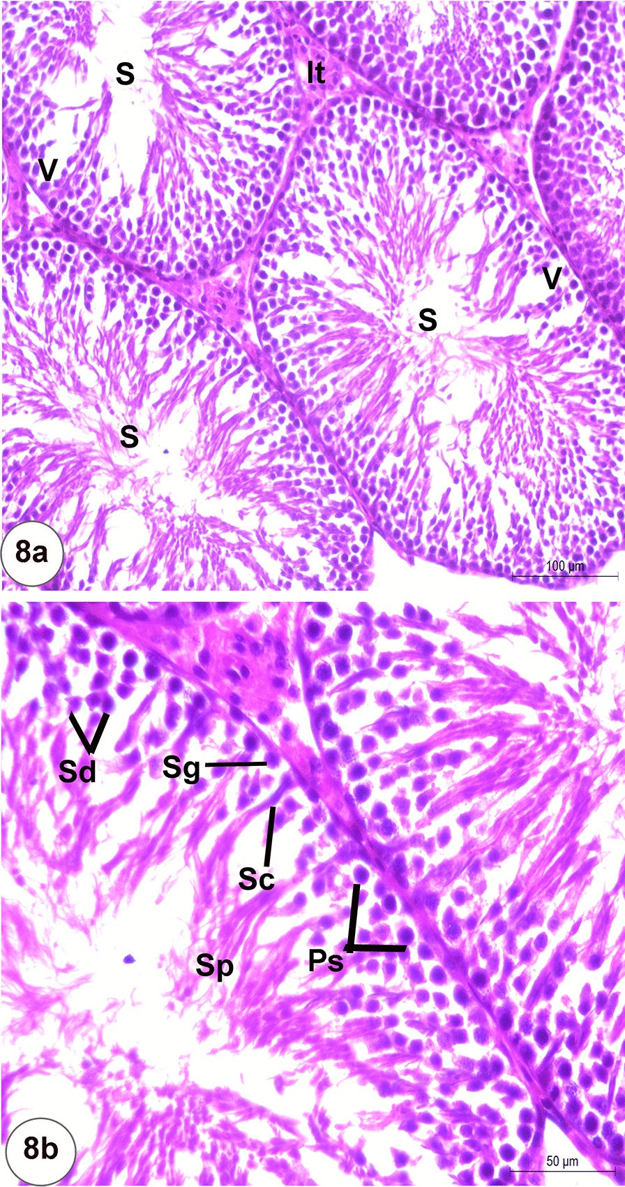 Fig. 8