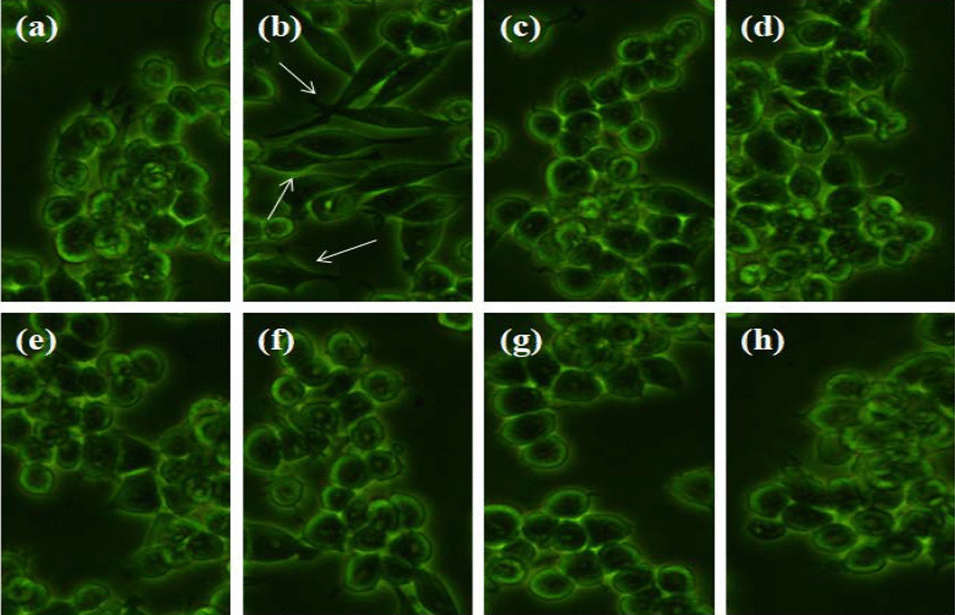 Fig. 6