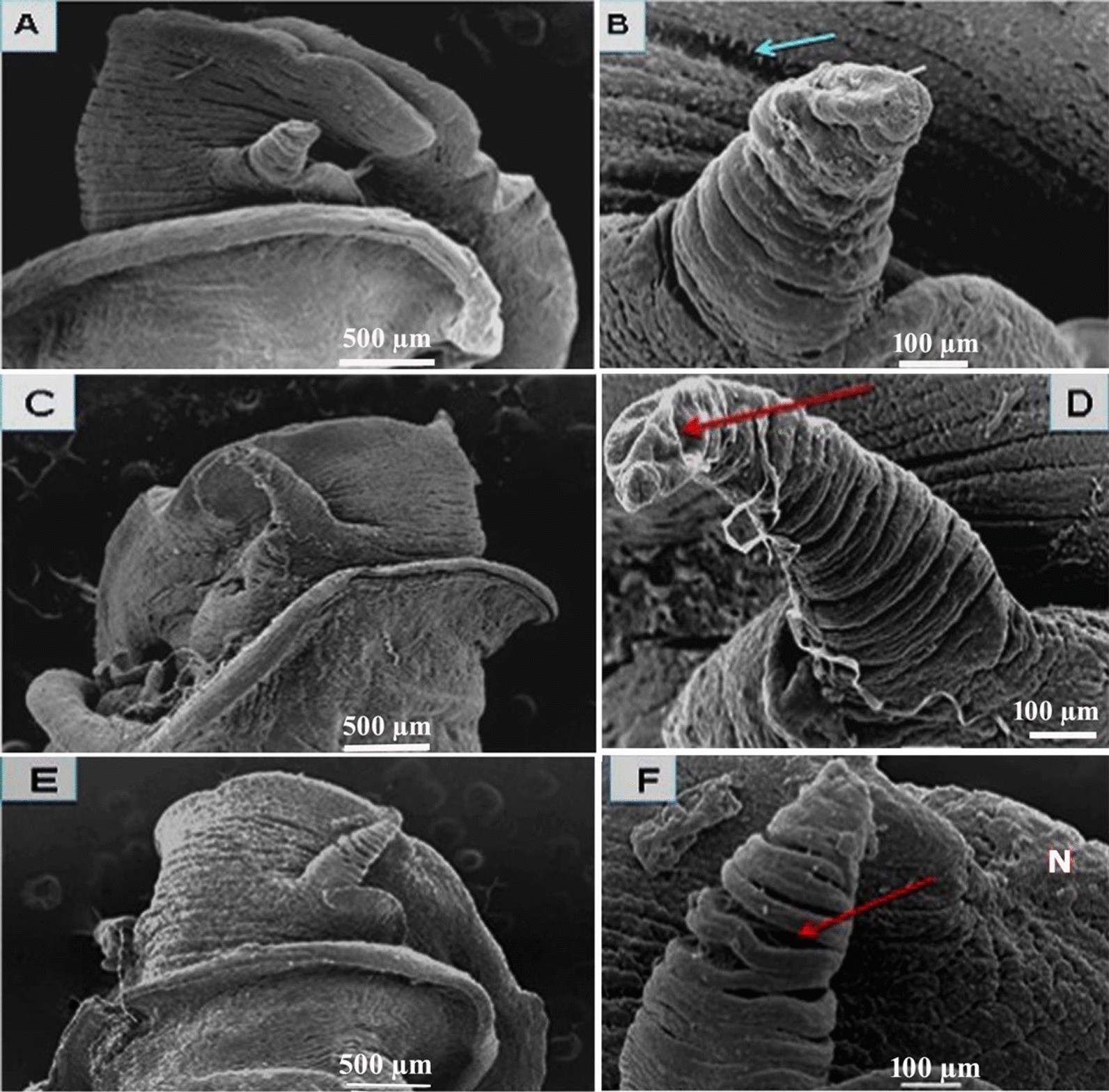 Fig. 6