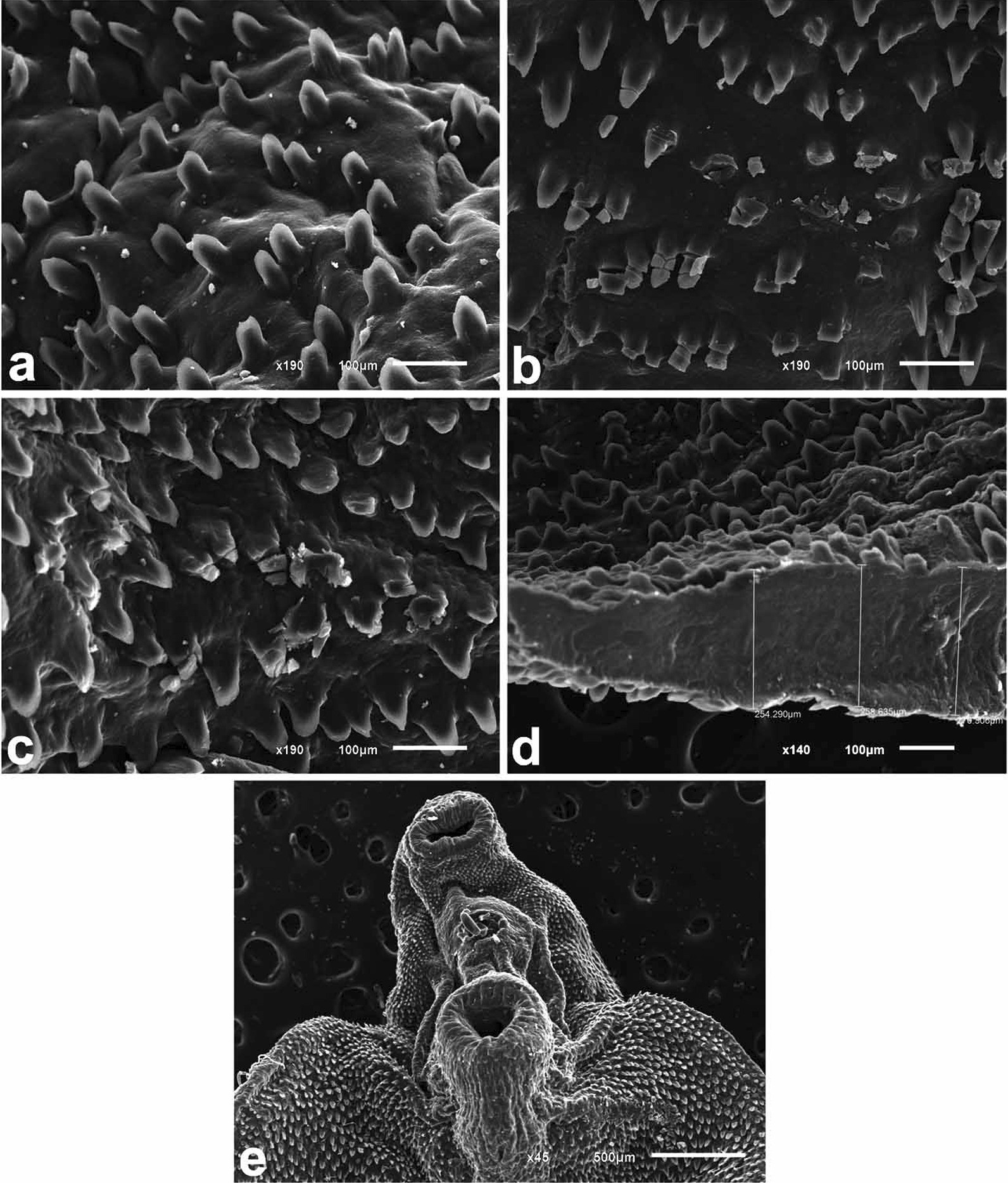 Fig. 5