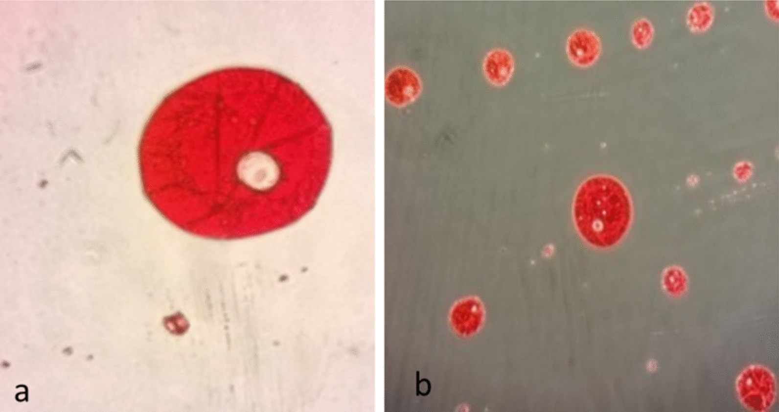 Fig. 11