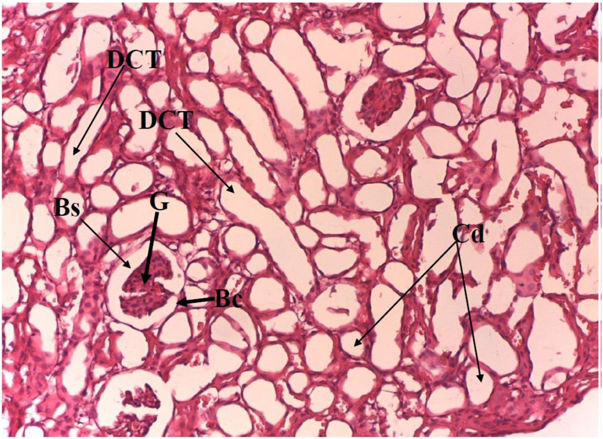 Fig. 8