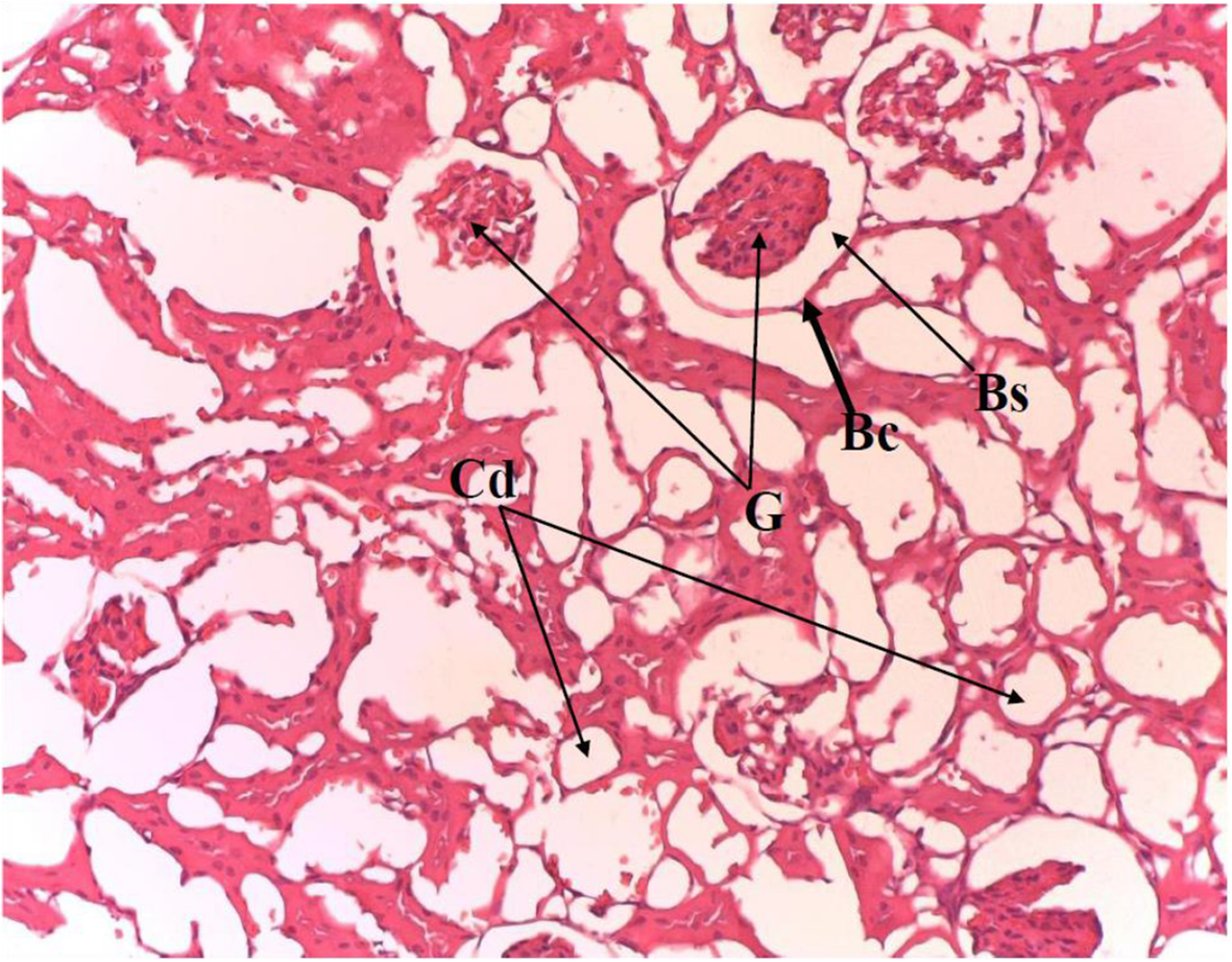 Fig. 9