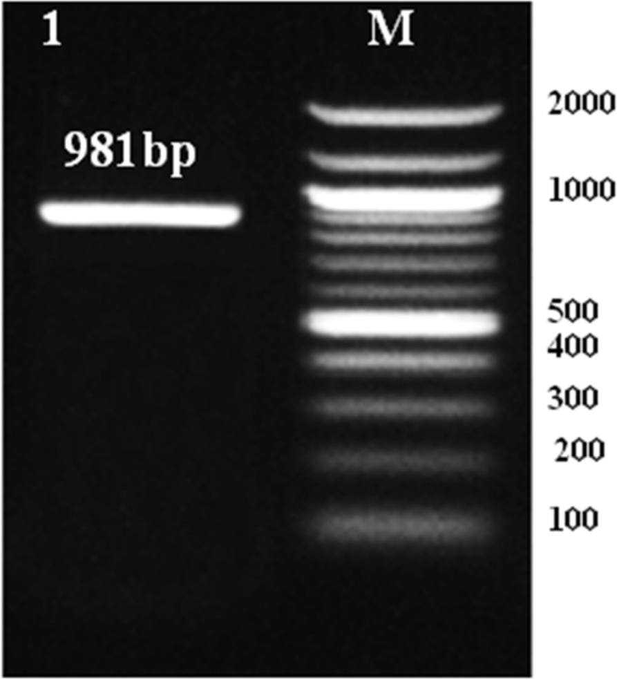 Fig. 16