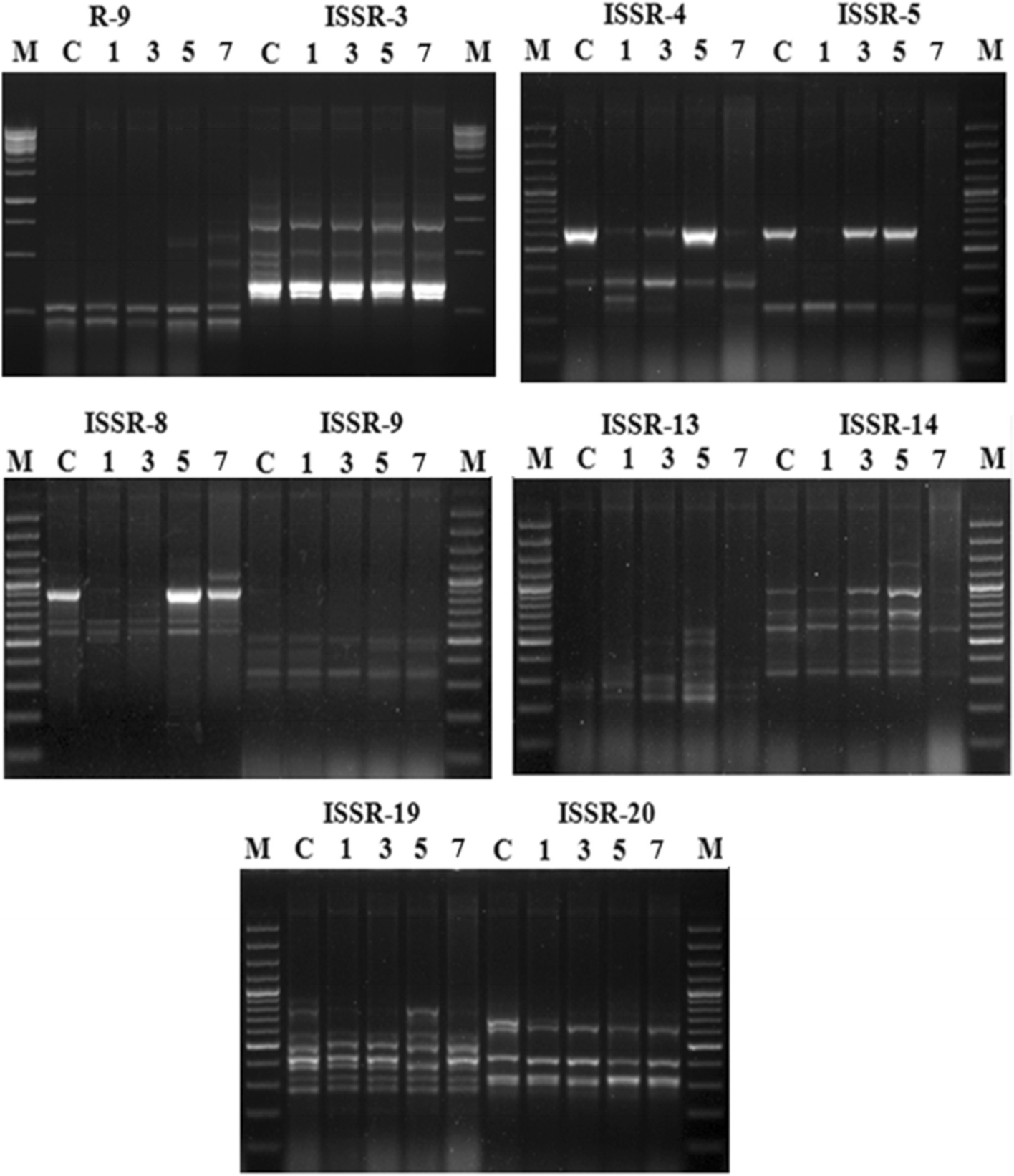 Fig. 7