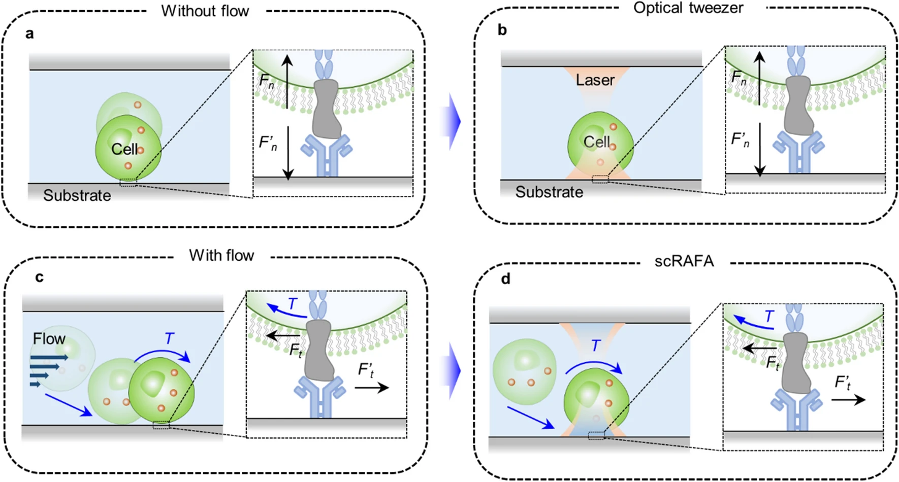 Light-Driven Single-Cell Rotational Adhesion Frequency Assay — figure 1 of 1