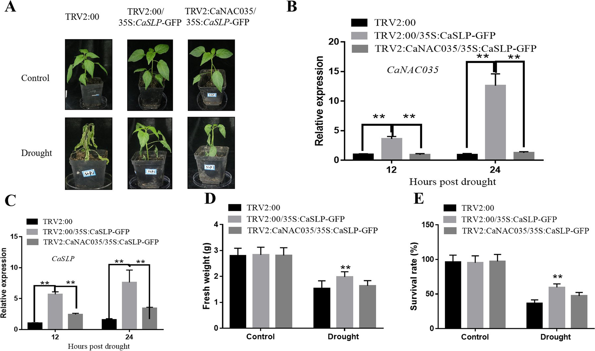 Fig. 10