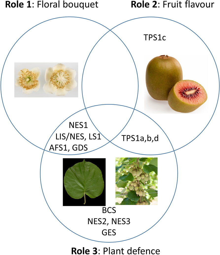 Fig. 10