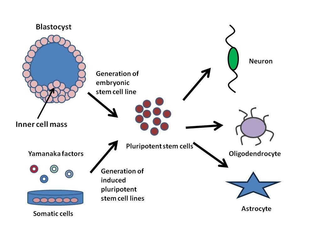 embryonic stem cells diagram
