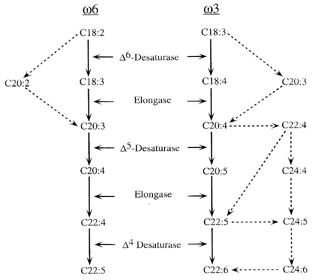 Intermediates In Endogenous Synthesis Of C22 6w3 And C20 4w6 By Term And Preterm Infants Pediatric Research