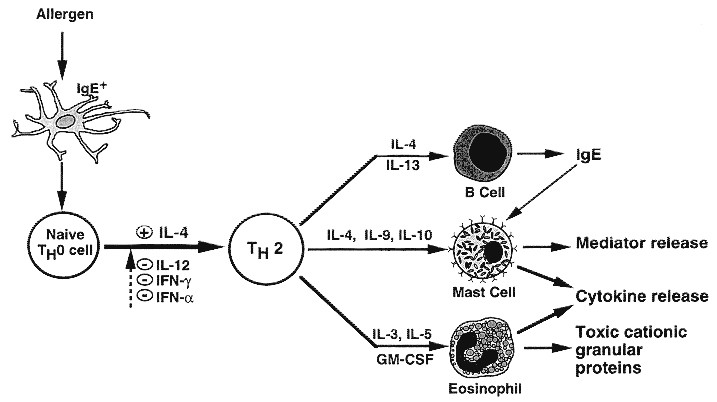Immunologic Basis Of Chronic Allergic Diseases Clinical Messages