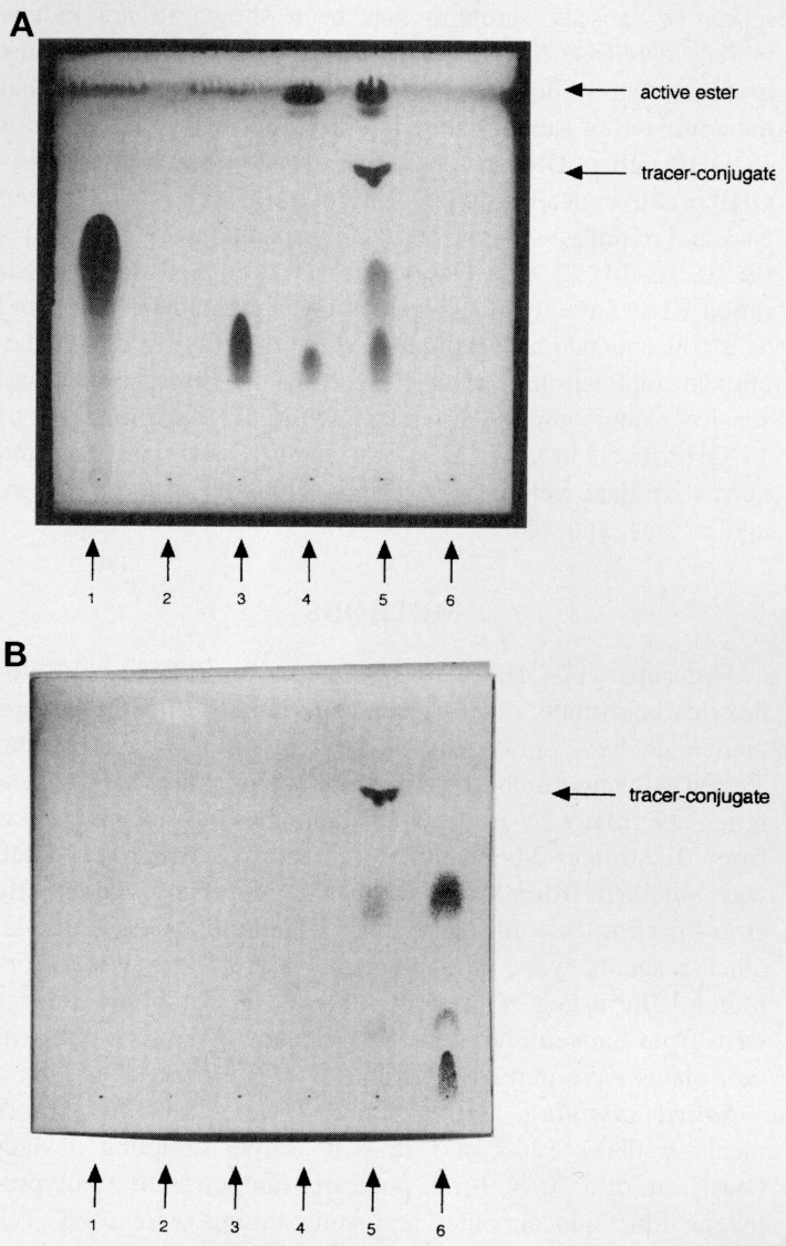 Development Of A Highly Sensitive Nonisotopic Immunoassay For The Determination Of Salivary 17 Hydroxyprogesterone Reference Ranges Throughout Childhood And Adolescence Pediatric Research