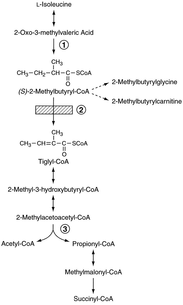butyryl-l-carnitine C4) Butyrylcarnitine
