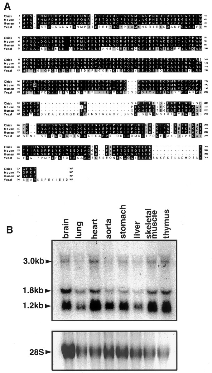 Functional Attenuation of Ufd1l, a 22q11.2 Deletion Syndrome Candidate  Gene, Leads to Cardiac Outflow Septation Defects in Chicken Embryos |  Pediatric Research