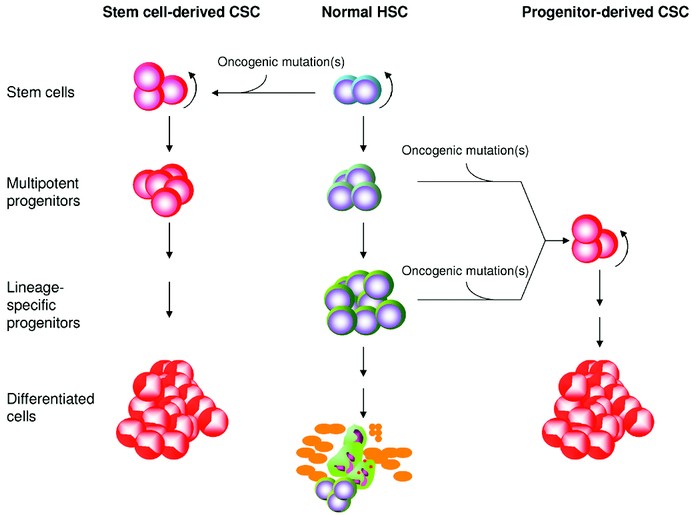 Cancer Stem Cells Pediatric Research