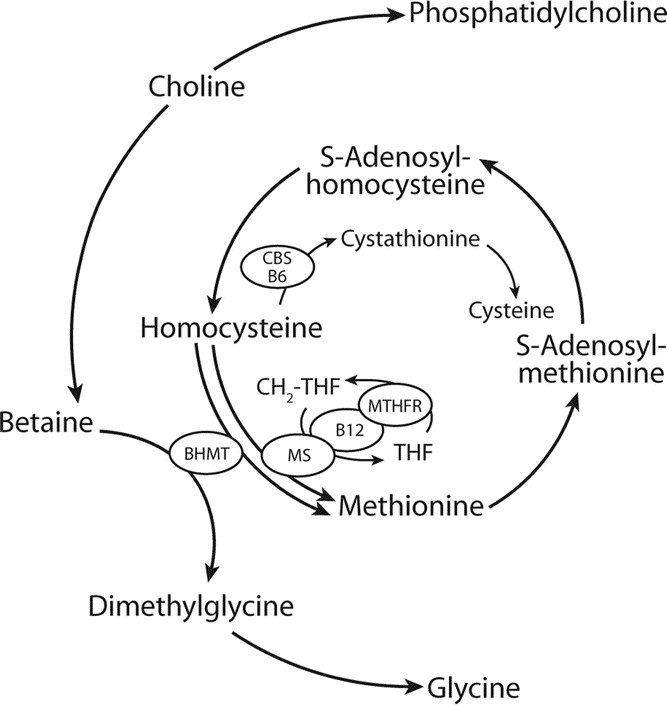 Homocysteine, Cysteine, and Related Metabolites in Maternal and Fetal Plasma in Preeclampsia | Pediatric Research Homocysteine, Cysteine, and Related Metabolites in Maternal and Fetal Plasma in Preeclampsia | Pediatric Research