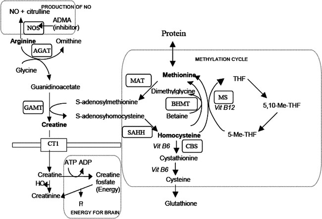 The Arginine-Creatine Pathway is Disturbed in Children and Adolescents With  Renal Transplants | Pediatric Research