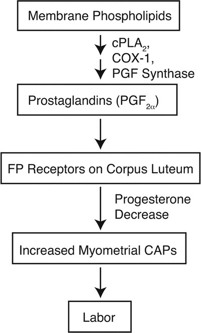 Insights Into Parturition Biology From Genetically Altered Mice Pediatric Research