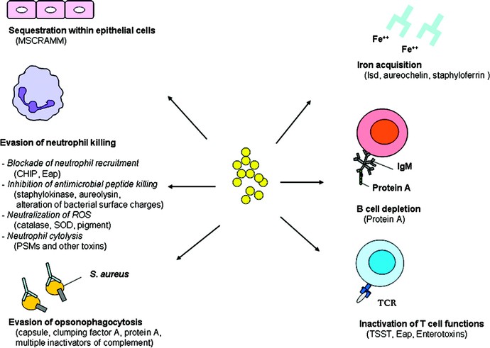 Staphylococcus aureus - Information and Epidemiology Services